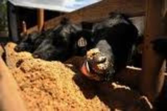 Caring for your Angus Heifer