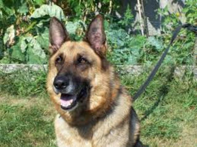 Cracker has lots of friends that are War Dogs now