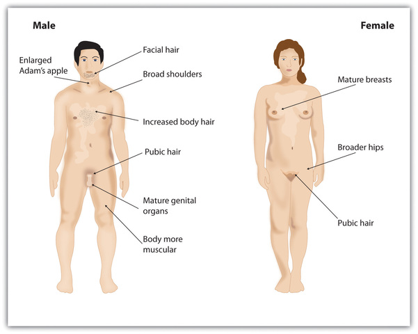 Adolescence: Developmental Milestones