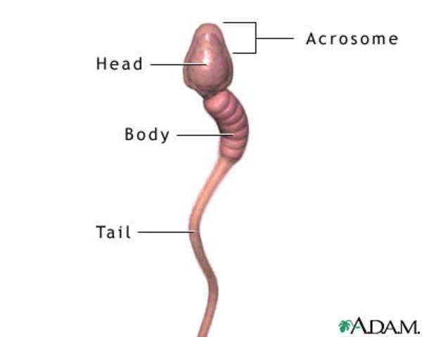 The Sperm Race Begins