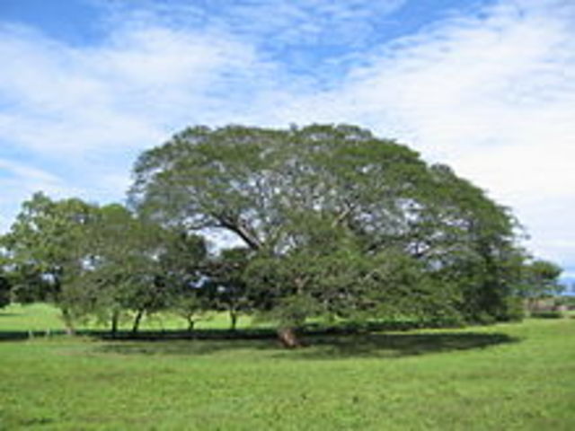 El Árbol de Guanacaste
