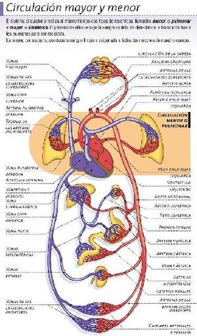 sistema circulatorio pulmonar
