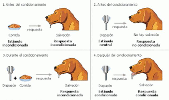 El perro de pavlov