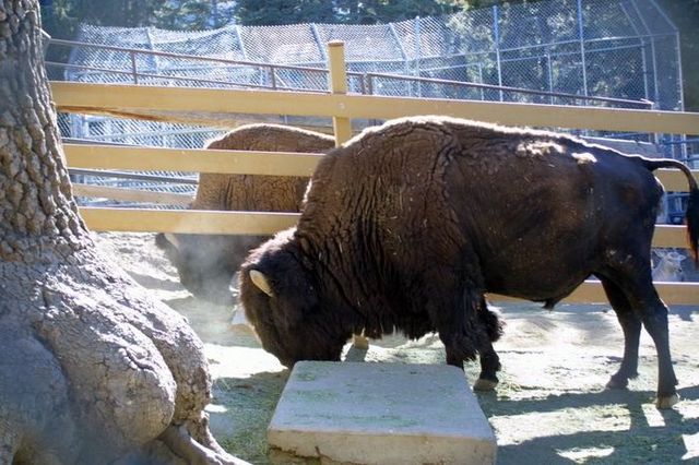 Maniac Meets Grayson