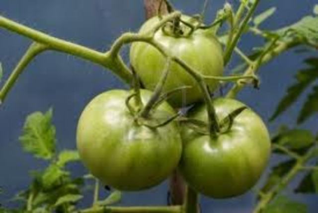 The Green tomato