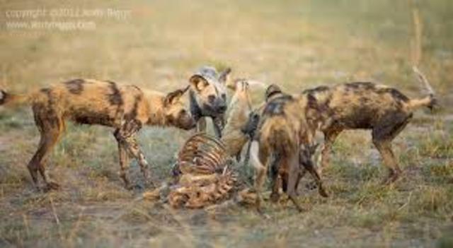 Karana kills wild dog leader