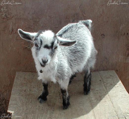 Bought a Pigmy Goat