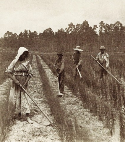 Rice planting increases Slavery