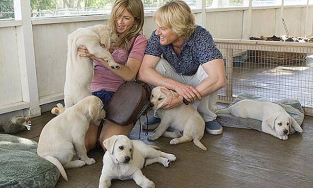 Meet the New Puppy Marley