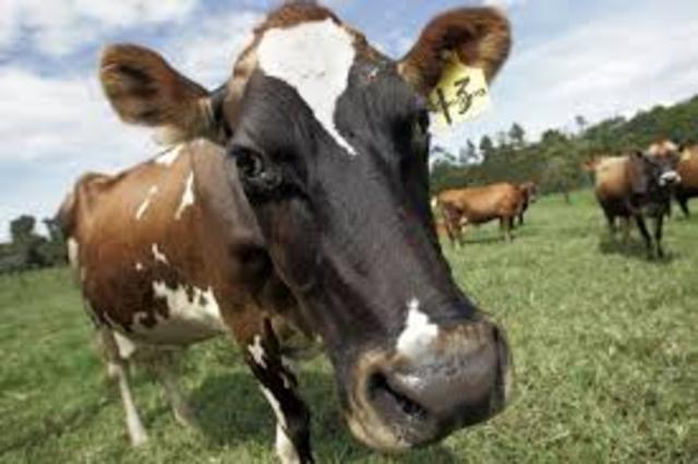 Kvægsygdom i Danmark