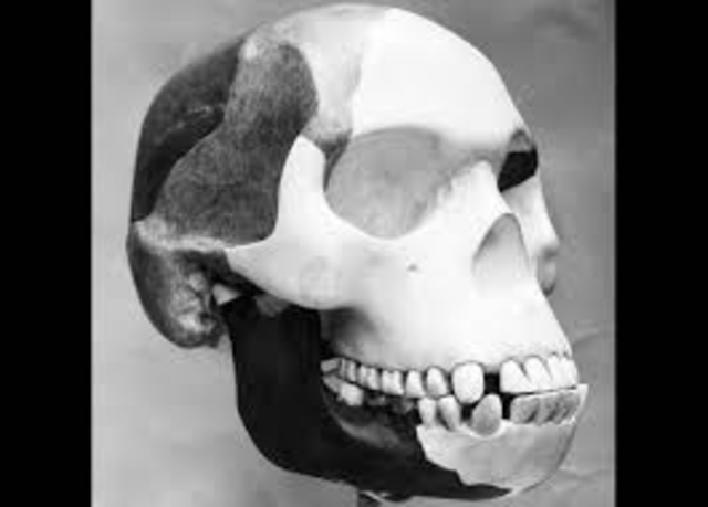 Piltdown man is a hoax