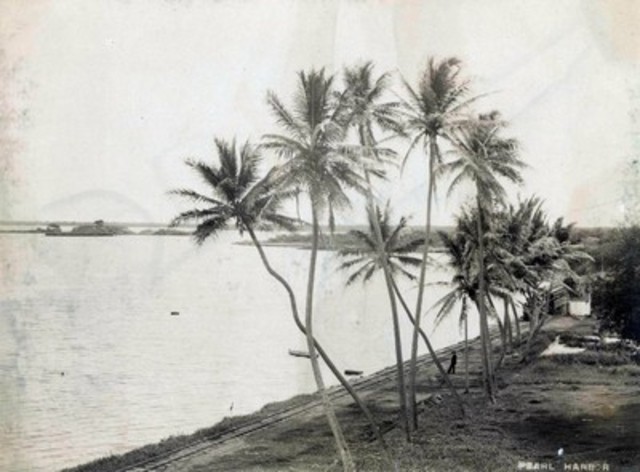 New Life on the Island