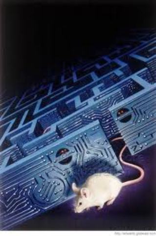 Edward C.Tolman : Estudio con ratas