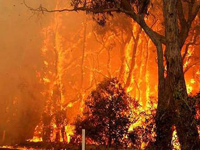 A bushfire