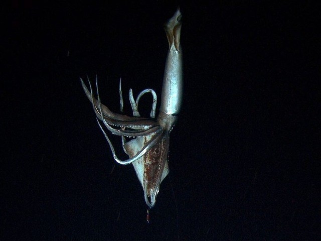 Giant squid