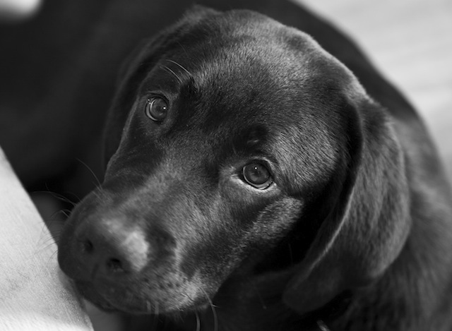 When I got my black lab,Lulu.