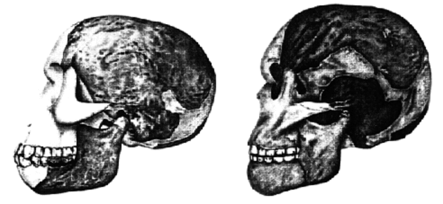Piltdown man Hoax discovered