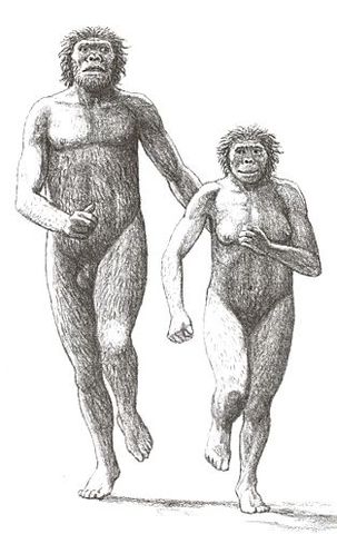 A. Afarensis