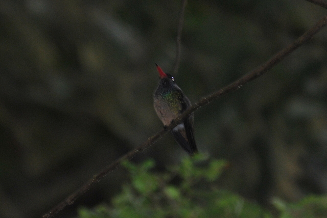Observación de DVD Aves de Costa Rica