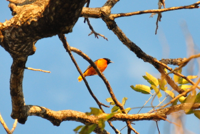 Primera presentación grupal