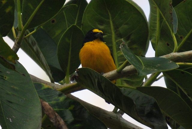 Reprodución de cantos formato mp3 y observación de imágines.