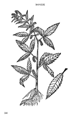 de Orta Publishes 'Conversations on the Simples, Drugs and Medicinal Substances of India'