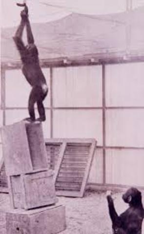 Investigacion con chimpances