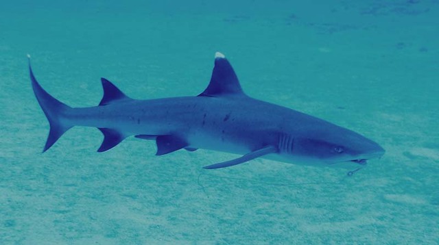 When I saw a reef shark