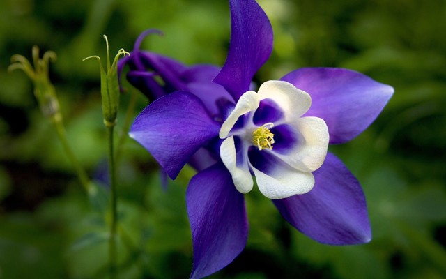flores para semana santa