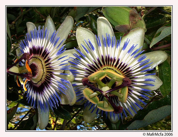 Buenos estilos de flores