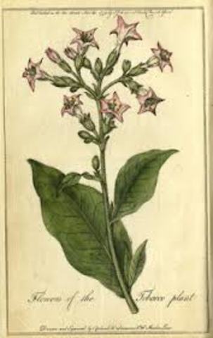 Virginia's Cash Crop