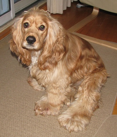 My parents got a Cocker spaniel named grace