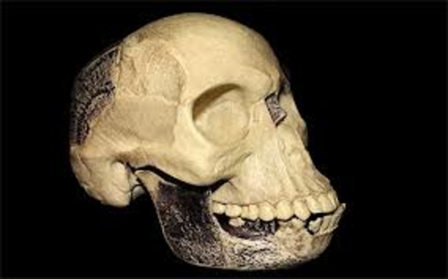 Piltdown man