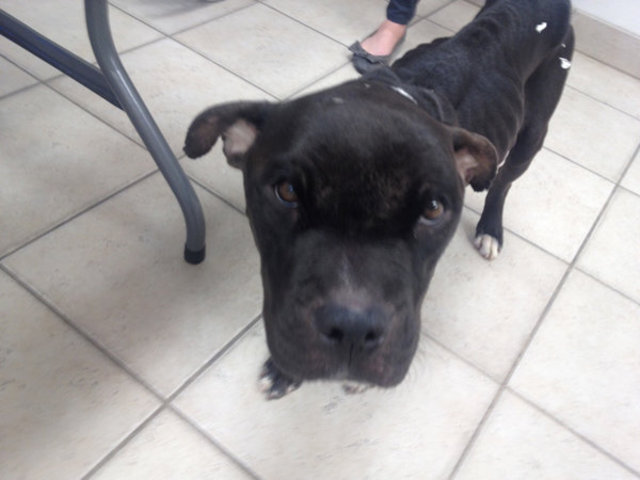 Dog found hanging from doorknob