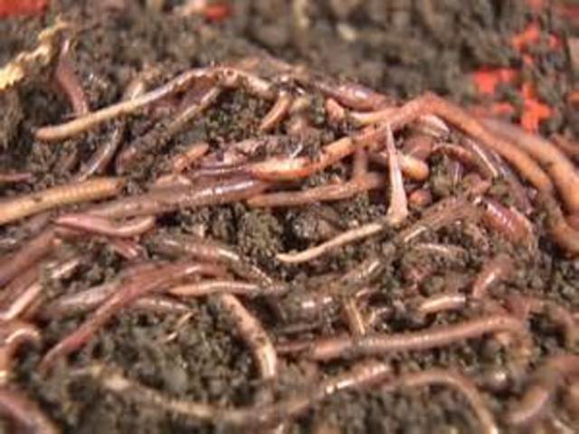 Martin Luther summoned to worms