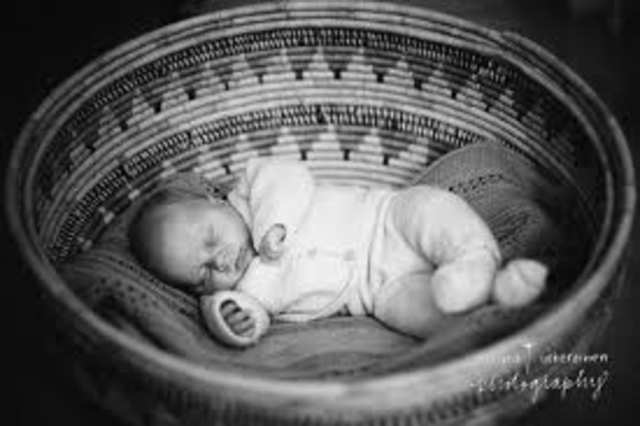 The birth of Pawpine