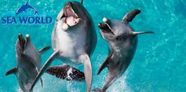 Swam with Zipper the dolpin.