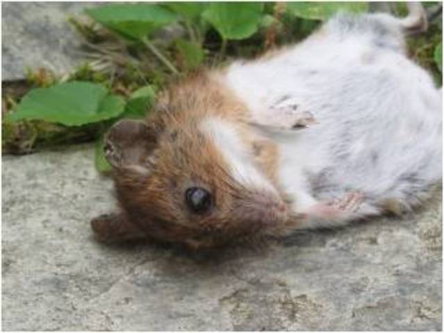 65 miljoner år sedan