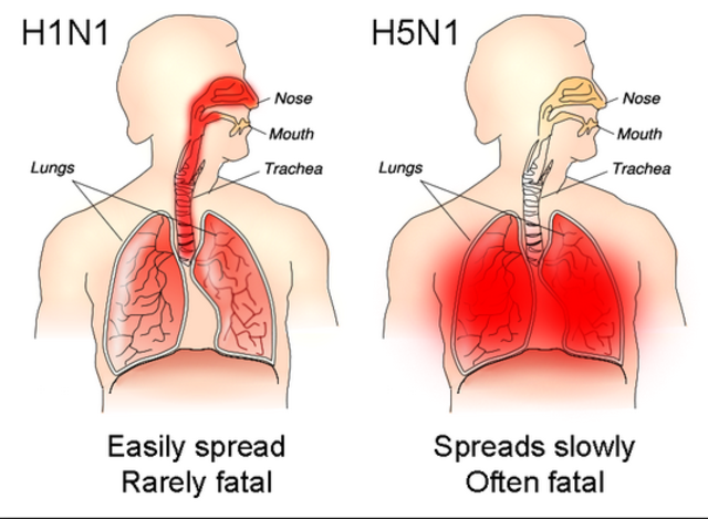 Bird flu all around the world