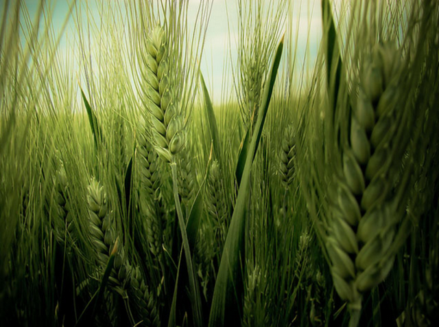 Política agrícola común.