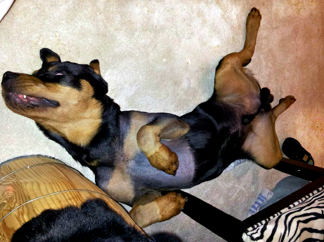 Leo goes to Virginia Tech