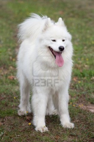 We got a new dog named Amora