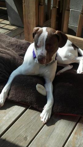 My dog Sprocket came to live with us