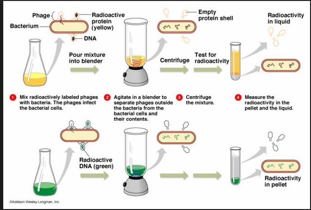 Alfred Hershey and Martha Chase