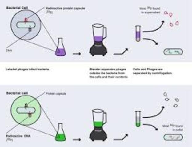 Alfred Hershey and Martha Chase