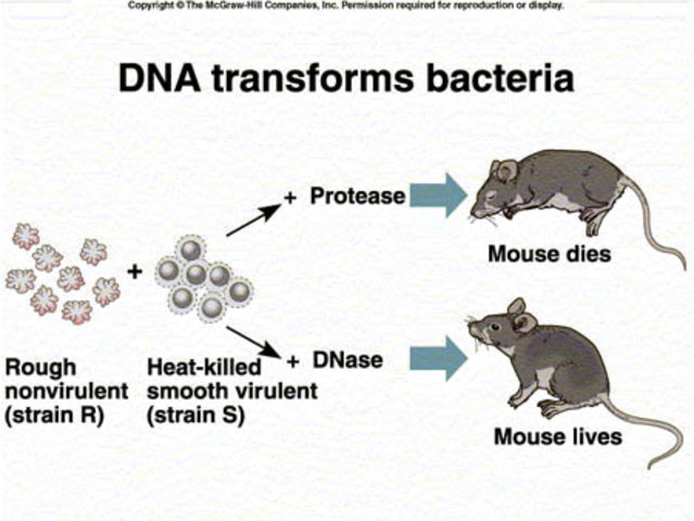 Oswald Avery's DNA Discovery