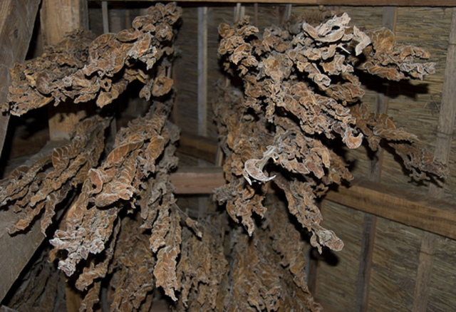 Where Tabacco Begians