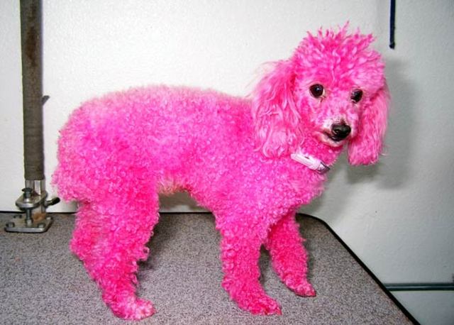 they find a pink poodle