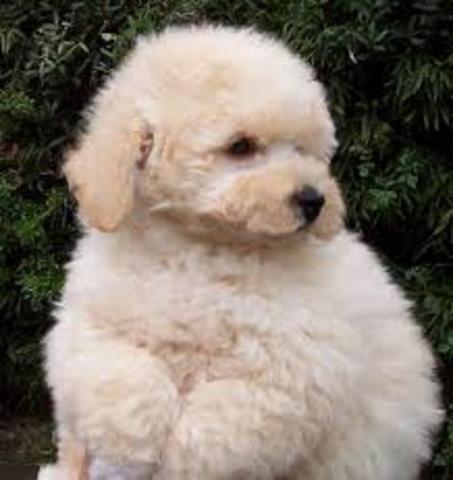 Gladiola saves the day