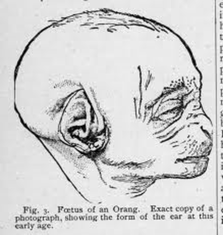 The Decent of Man , and Selection in Relation to Sex